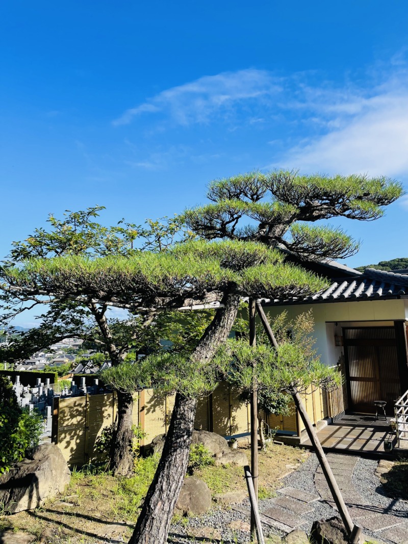 【松の木の秋剪定】もみあげのやり方!プロは春や夏の時期にもやります | 庭ラブ