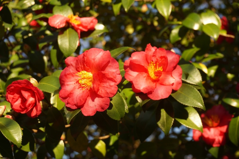 【保存版】サザンカ(山茶花)を低くしたい人必見!剪定方法や時期を現役庭師が解説 | 庭ラブ